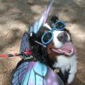 Kittler Regis the Berner-Fly